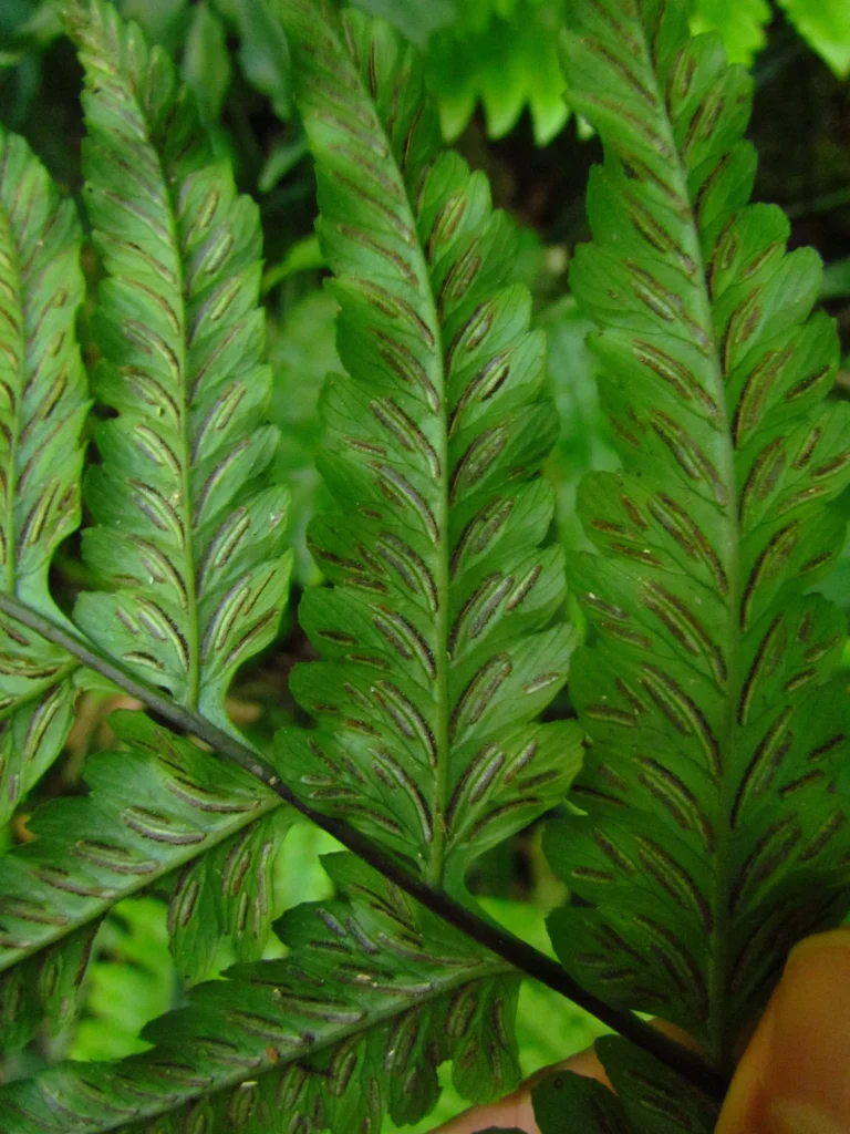 Diplazium cristatum (13)