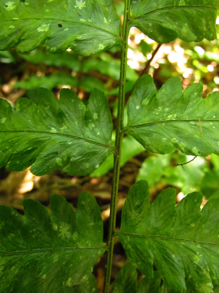 Diplazium cristatum (7)