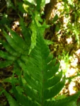 Diplazium cristatum (5)