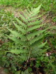 Deparia petersenii (13)