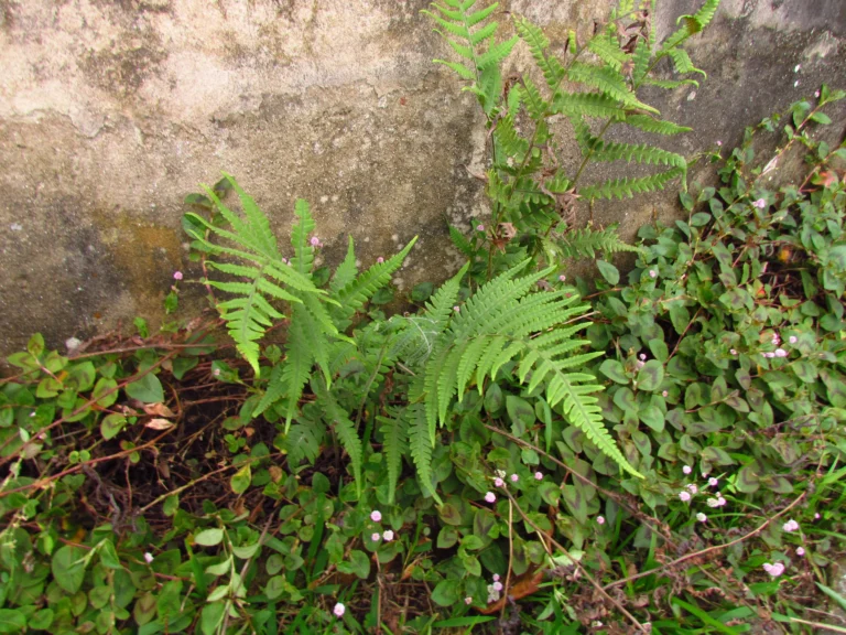 Deparia petersenii (12)