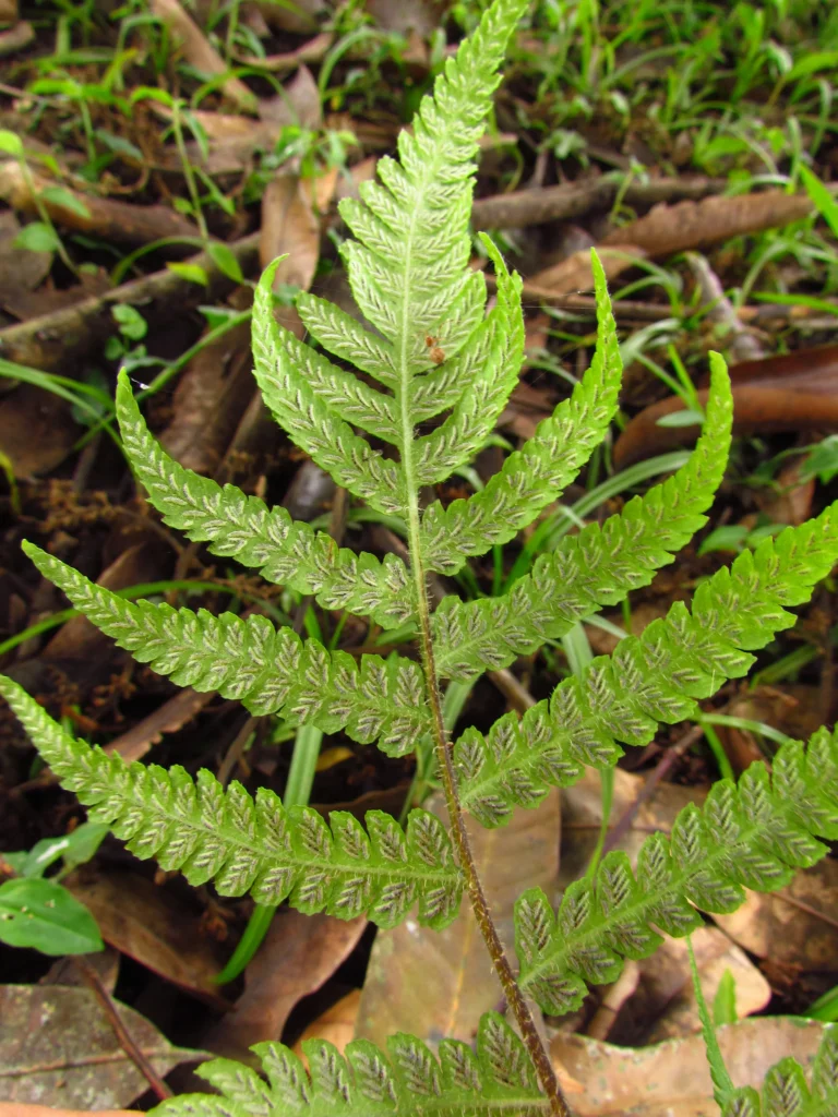 Deparia petersenii (7)