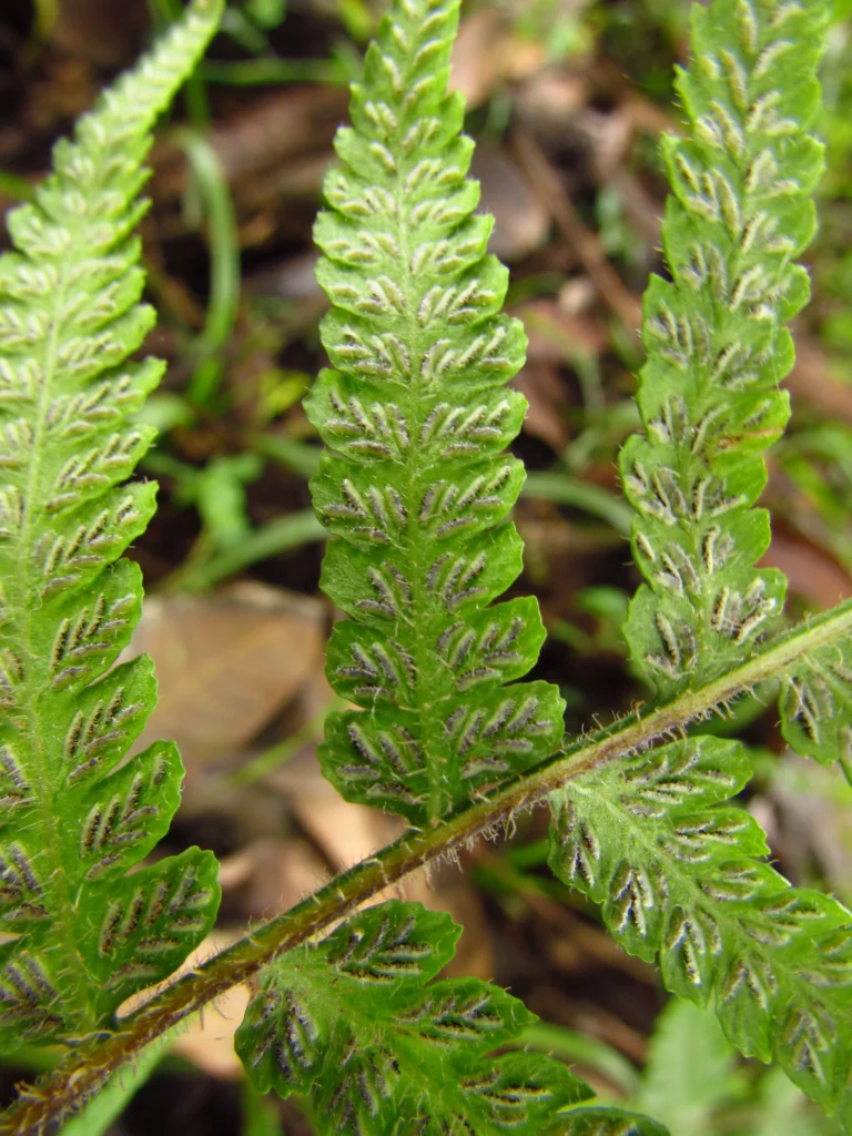 Deparia petersenii (5)