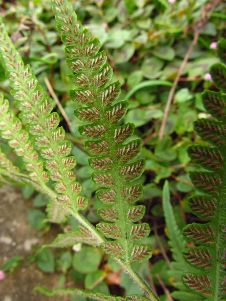 Deparia petersenii (4)