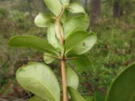 Berberis laurina (39)