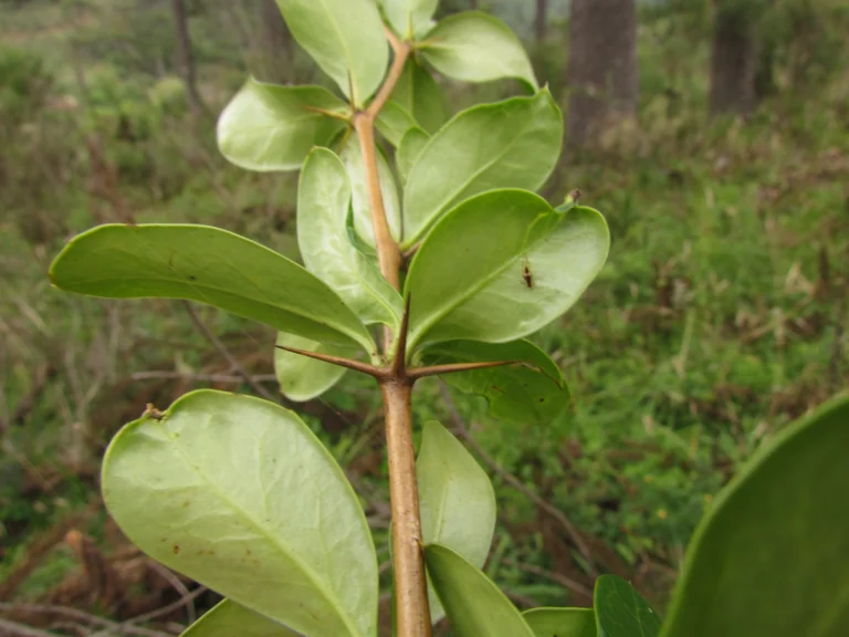 Berberis laurina (39)