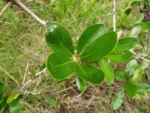 Berberis laurina (22)