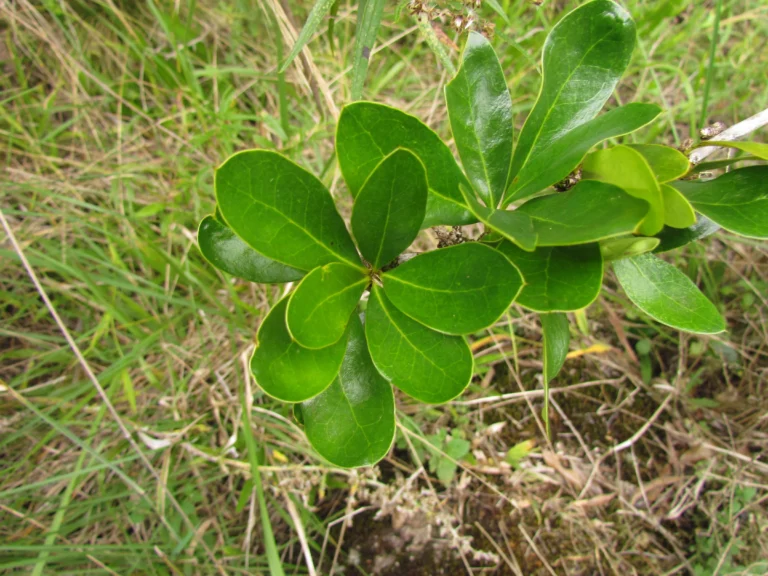 Berberis laurina (19)