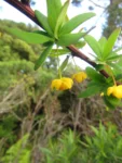 Berberis kleinii (15)