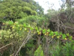 Berberis kleinii (12)