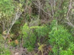 Berberis kleinii (11)