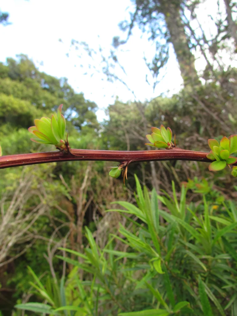 Berberis kleinii (5)