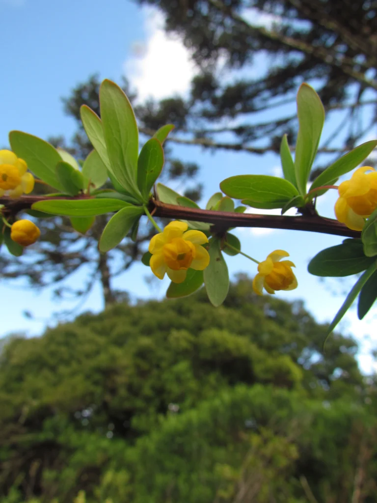 Berberis kleinii (1)