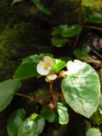 Begonia subvillosa (8)
