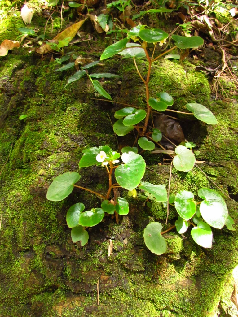 Begonia subvillosa (5)