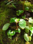 Begonia subvillosa (6)