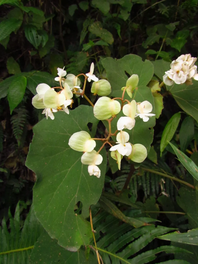 Begonia rupium (20)