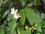 Begonia rupium (18)