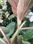 Begonia rupium (17)