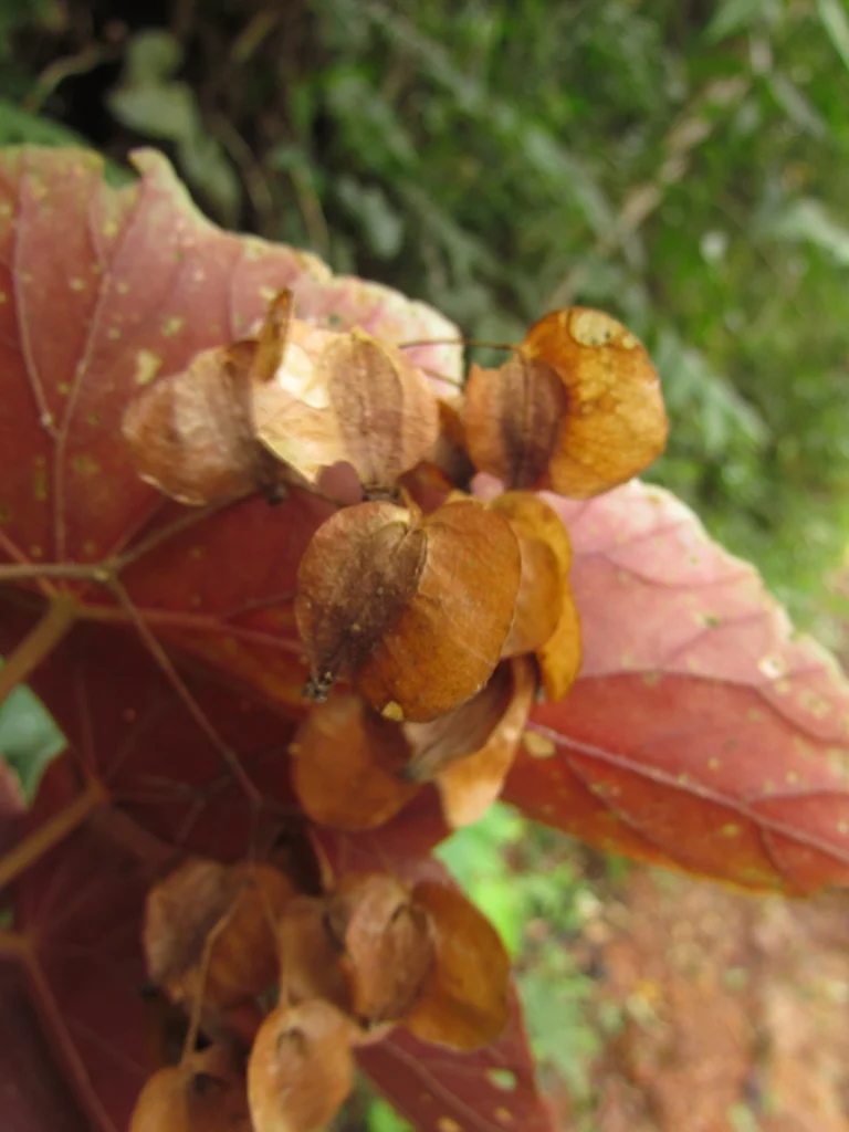 Begonia rupium (14)