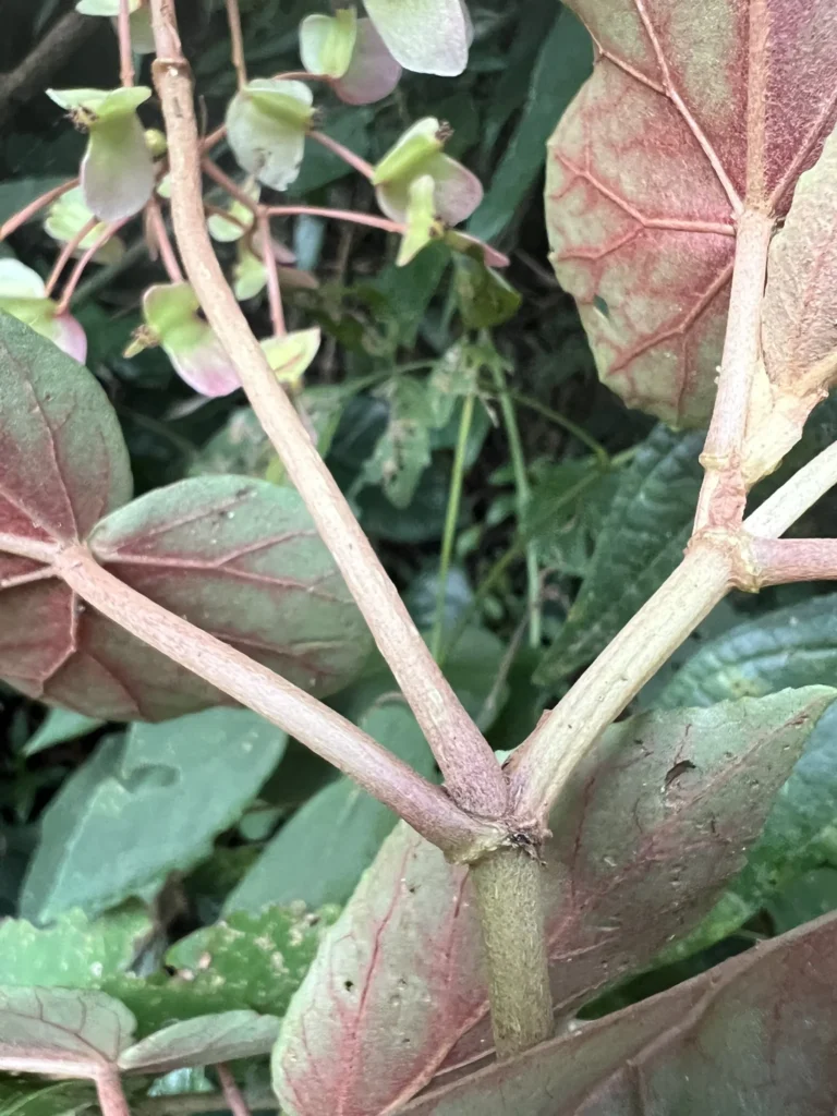Begonia rupium (16)