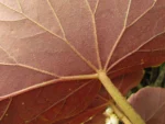Begonia rupium (13)
