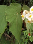 Begonia rupium (7)
