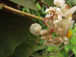 Begonia rupium (6)