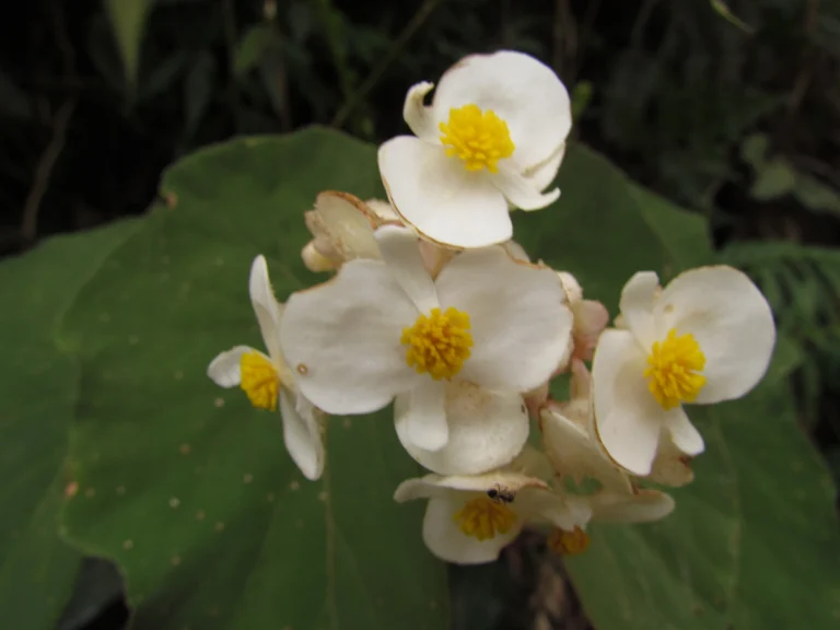 Begonia rupium (4)