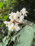 Begonia rupium (6)