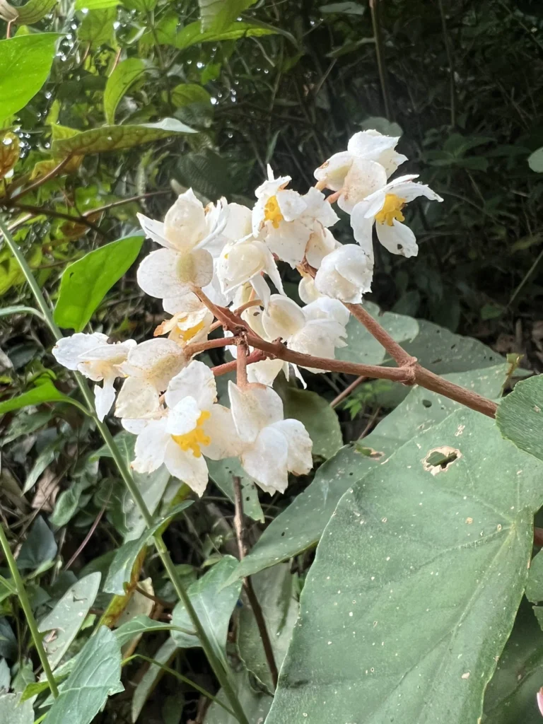 Begonia rupium (6)