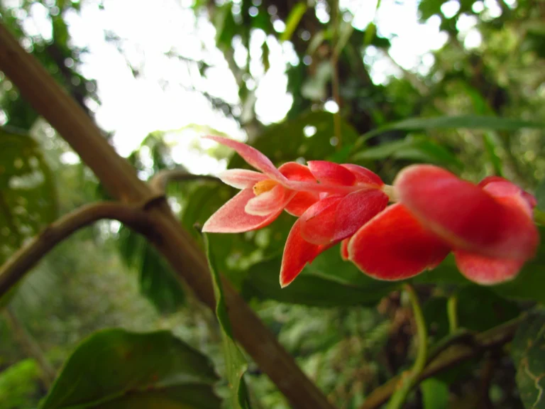 Begonia radicata (12)