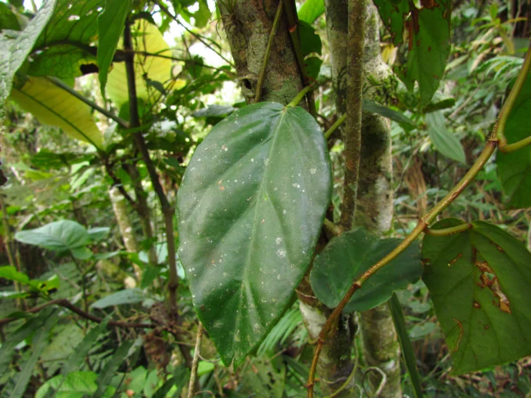 Begonia radicata (8)