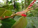 Begonia radicata (1)