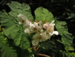 Begonia pilgeriana (13)