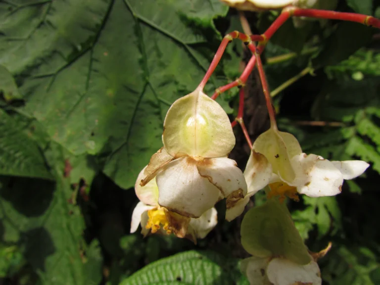 Begonia pilgeriana (5)