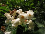 Begonia pilgeriana (6)