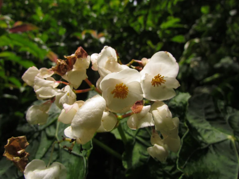 Begonia pilgeriana (6)