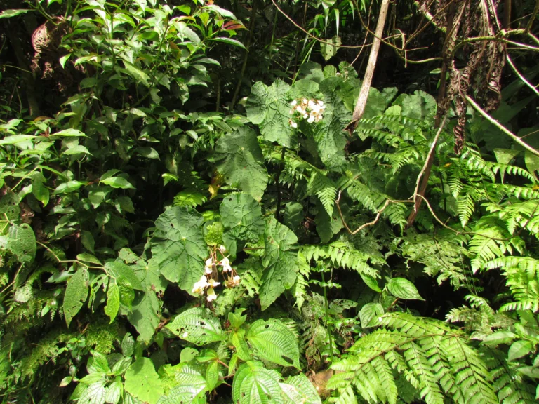 Begonia pilgeriana (2)