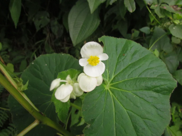 Begonia per-dusenii (12)