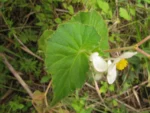 Begonia per-dusenii (7)