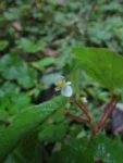 Begonia medeirosii (15)