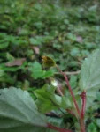 Begonia medeirosii (13)