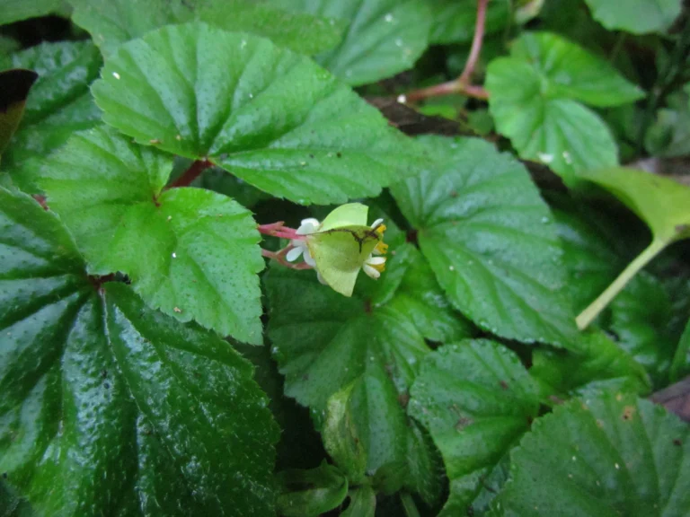 Begonia medeirosii (6)