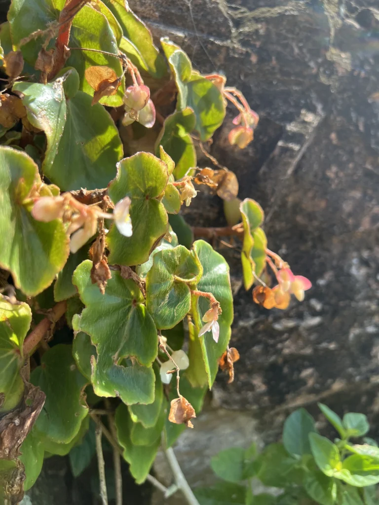 Begonia leptotricha (23)
