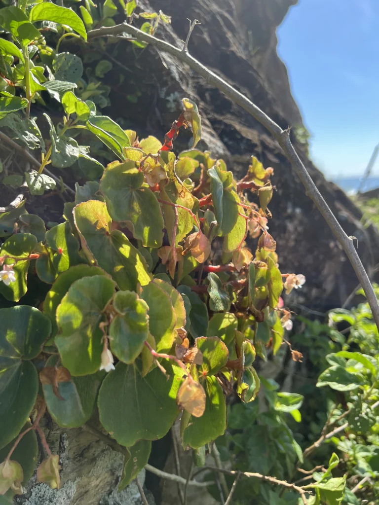 Begonia leptotricha (24)