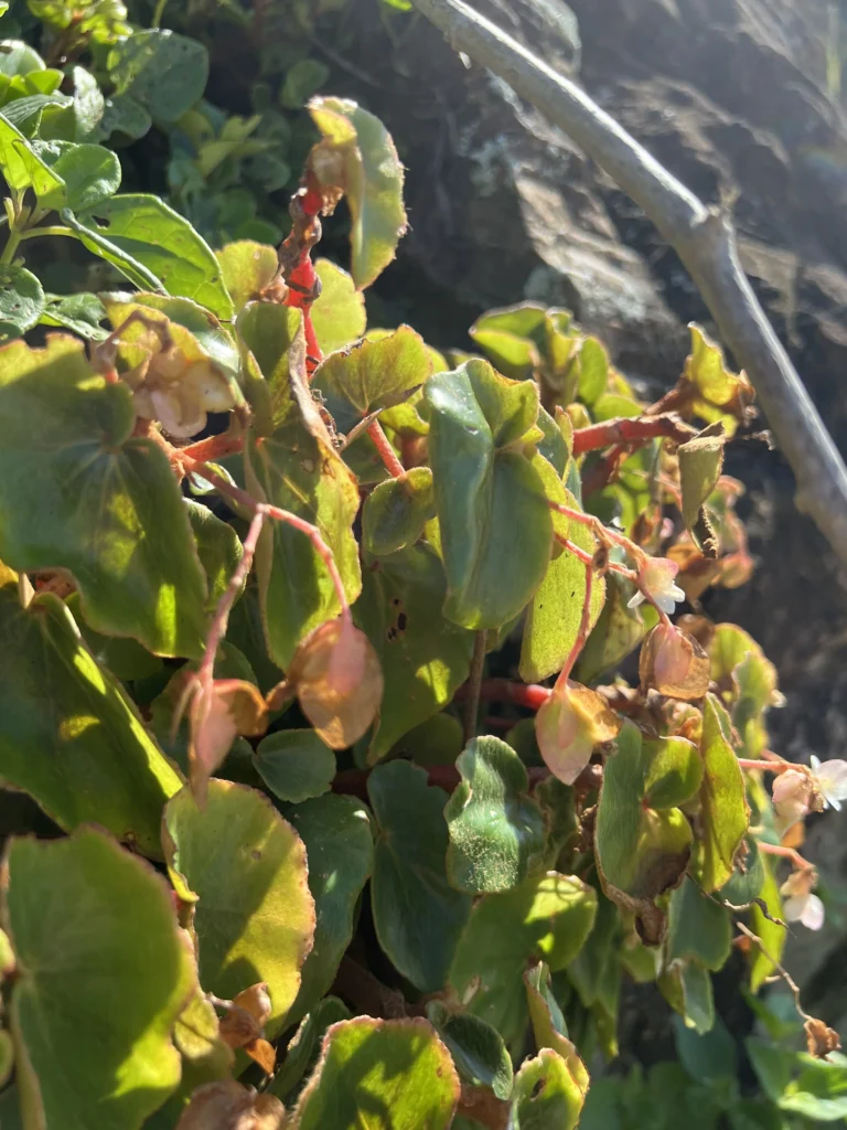 Begonia leptotricha (21)