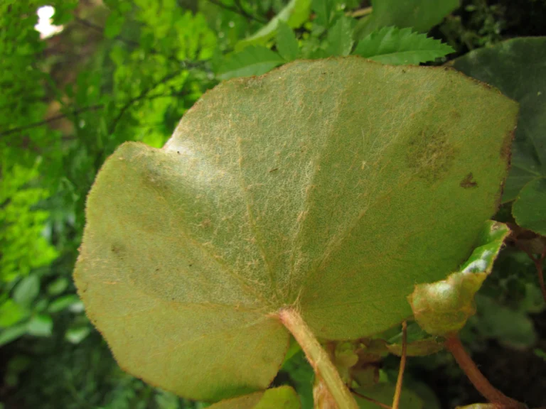Begonia leptotricha (17)