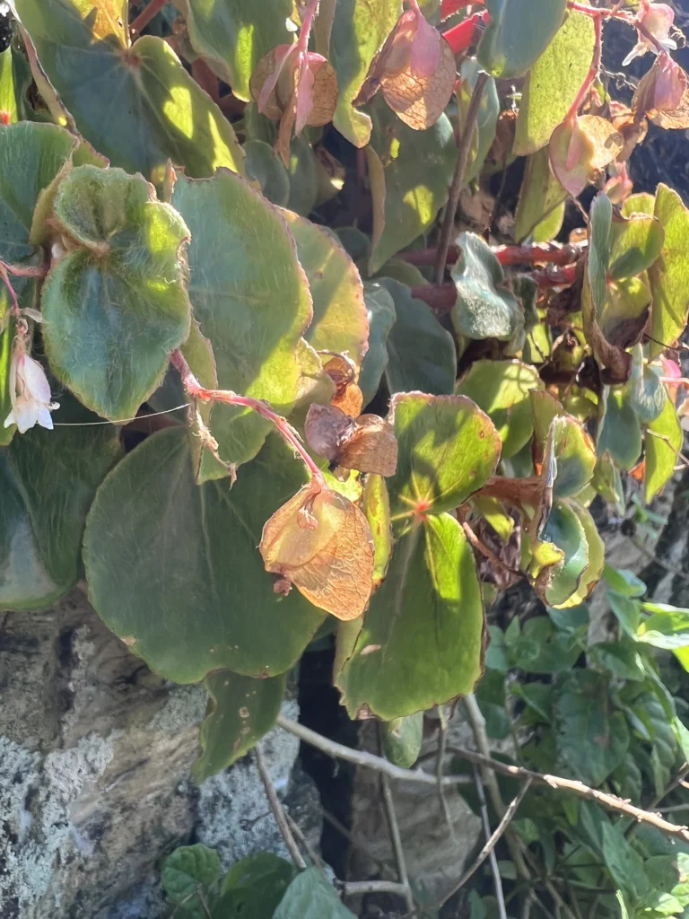 Begonia leptotricha (18)