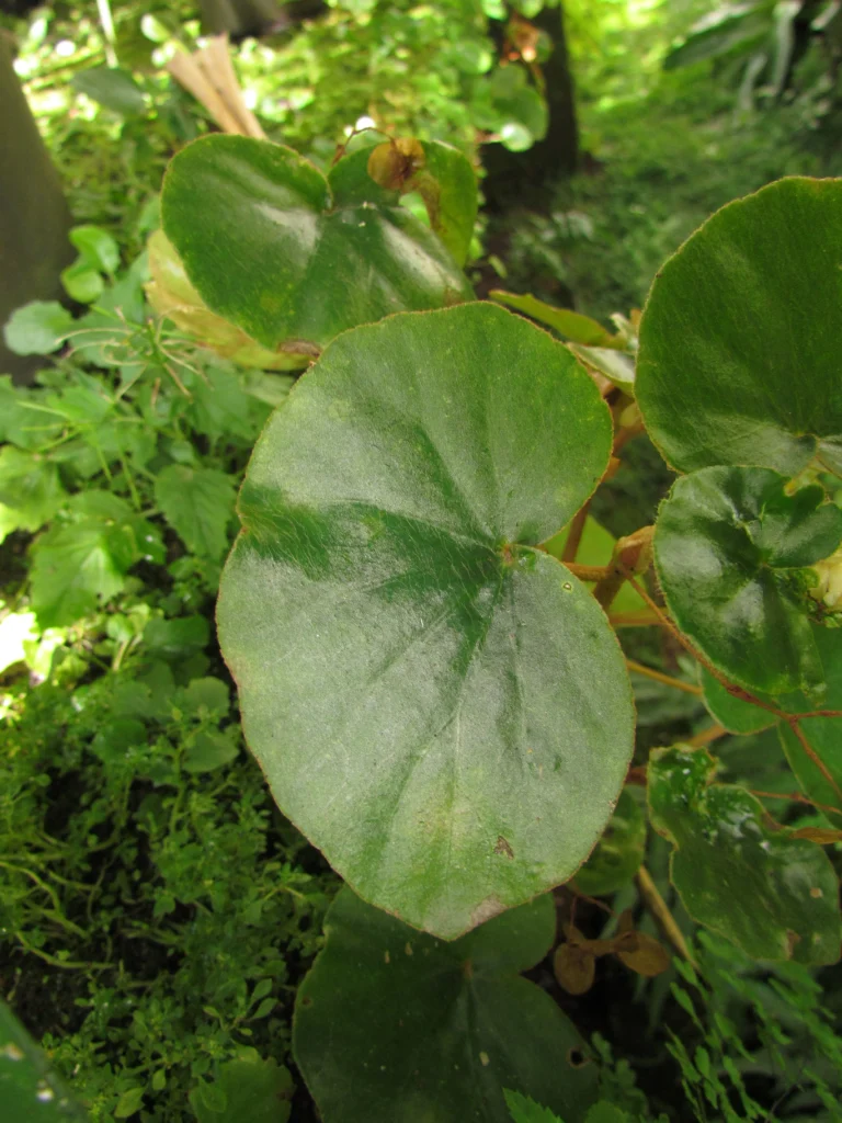 Begonia leptotricha (12)